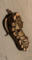 Normal morph ball python