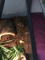 I’m selling my Ball python everything in Clued it