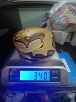 Enchi blade clown Ball python