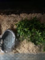 Juvenile bald python