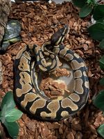 Female Ball Python