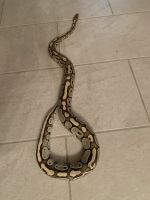 2 Ball Pythons for adoption