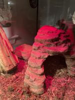 Ball python with tank and accessories