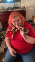 Ball Python Reptiles for sale in Leesburg, FL 34748, USA. price: $220