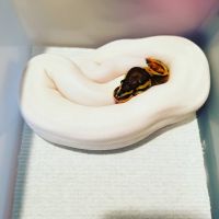 Ball Python Reptiles for sale in Houghton, MI 49931, USA. price: $450