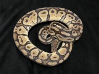 Four Adult Ball Pythons & Boa Master Bins For Sale