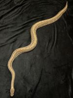 Four Adult Ball Pythons & Boa Master Bins For Sale