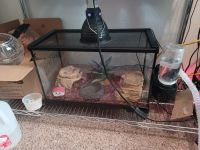 6mo male ball python