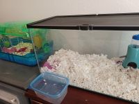 6mo male ball python