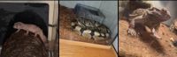 Ball Python Reptiles for sale in San Diego, CA, USA. price: NA