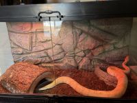 Ball Python Reptiles for sale in Mertztown, PA 19539, USA. price: $150