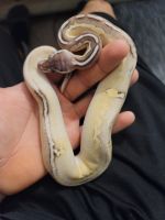 Ball Python Reptiles for sale in College Station, TX, USA. price: $465