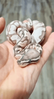 Ball Python Reptiles for sale in Columbus, GA, USA. price: $400