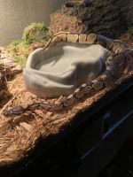 ball python for sale