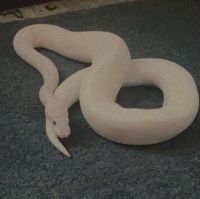 Ivory Ball Python For Sale