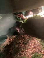 Two beautiful Ball Pythons for rehoming