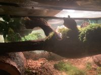 Two beautiful Ball Pythons for rehoming