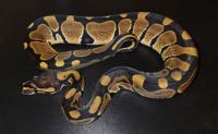 Pastel het clown