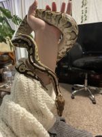 Fire cinnamon female ball python