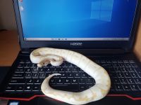 ball python ,ball python!