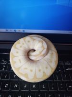 ball python ,ball python!