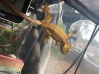 Ball pythons & crested geckos