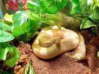 Ball pythons & crested geckos