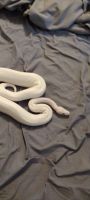 Ivory pastel ball python for sale 2 years of age