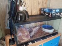 4/1/2 YR Old Male 4ft long Ball Python