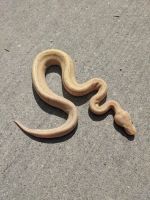 Male Banana Pin 100% Het G-Stripe Ball Python