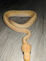 Male Banana Pin 100% Het G-Stripe Ball Python