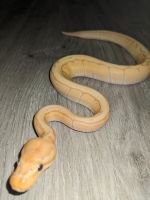 Male Banana Pin 100% Het G-Stripe Ball Python