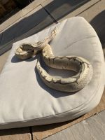 Female Spider Ball Python Morph