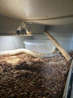 Female Spider Ball Python Morph