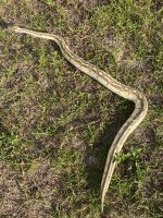 Ball python and cage