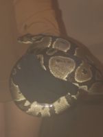 Ball Python Reptiles for sale in Rockwell, NC 28138, USA. price: $150