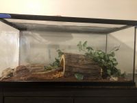 Ball Python Reptiles for sale in Redford Charter Twp, MI, USA. price: $350