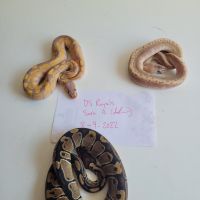 Several ball pythons different morphs!