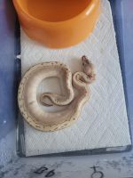 Several ball pythons different morphs!