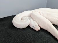 Ball Python Reptiles for sale in Greenville, SC, USA. price: $350