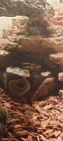 Ball Python Reptiles Photos