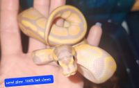 Ball Python Reptiles for sale in Central Point, OR, USA. price: $25,000