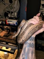Ball Python Reptiles for sale in Killeen, TX 76549, USA. price: $375