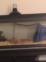 2 Snakes one ball python one corn snake