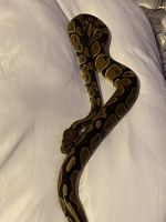 Ball python