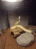 Two ball pythons for *** is a soul sucker