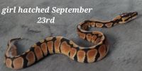 Selling babys ball python