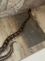 Fancy Ball Python for sell