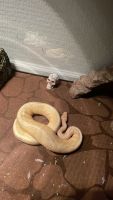 Ball Python Reptiles for sale in Winston-Salem, NC 27104, USA. price: $500