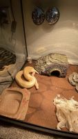 Ball Python Reptiles Photos